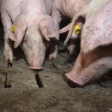 Schweine Vollspaltenboden: Volksanwalt Dr. Kräuter leitet amtswegiges Prüfverfahren ein