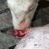 Fotos aus der Schweinehaltung in Österreich