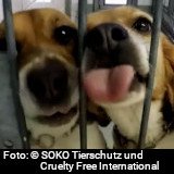 Einladung: anlässlich Veröffentlichung dramatischer Tierversuche Demo Deutsche Botschaft