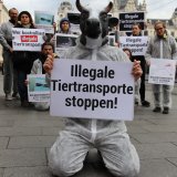 Kälbertransportskandal: Proteste in ganz Österreich
