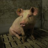 Tierschutzministerin unterstützt VGT-Forderung nach Ende der Vollspaltenböden Schweine