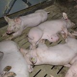 Einladung: Morgen VGT-Aktion in Graz zu Vollspaltenböden in der Schweinehaltung