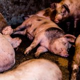Auch in Salzburg: mehr als 20 % der Schweine auf Vollspaltenboden ohne Stroh