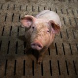 Morgen Donnerstag VGT-Aktion: Spaltenboden, Schweine mit Atemschutzmasken