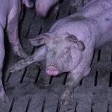 Einladung: VGT präsentiert Schweinebuchten mit Vollspalten und Stroh in Eisenstadt