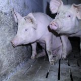 Schweinehaltung Burgenland: 42.566 Tiere zu 45 % auf Vollspalten, zu 28 % im Stroh
