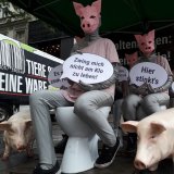VGT-Aktion thematisiert Skandal: Schweine müssen über ihrem Kot leben