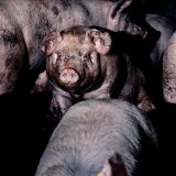 Wiener Landtag fordert Parlament auf, Vollspaltenboden bei Schweinen zu verbieten