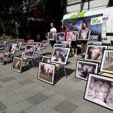 Fotoausstellung in Wien: Skandal Vollspaltenboden in der Schweinehaltung