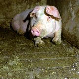 Am 12. Juni kommt Antrag auf Verbot Vollspaltenboden Schweinehaltung ins Parlament