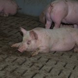 Abstimmung zum Vollspaltenverbot Schweine: Die FPÖ hat den Tierschutz verraten!