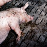 Fotogalerie aus Schweinefabriken mit Vollspaltenboden am Ballhausplatz
