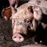 VGT Replik auf Ausreden der FPÖ, beim Vollspaltenverbot Schweine nicht mitzustimmen