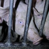 Supermarktkette REWE ist für das Verbot von Vollspaltenböden in der Schweinehaltung