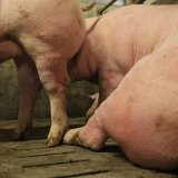 FPÖ: 1994 und 2006 gegen Vollspalten bei Schweinen, aber 2019 für diese Tierqual