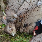 VGT widerspricht Jägerschaft bei deren Kritik an geplanter Reform Jagdgesetz Burgenland
