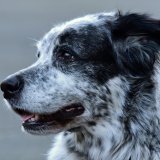 Anzeige wegen Nötigung: Jagdaufseher droht auf Tafel, freilaufende Hunde zu erschießen