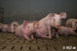 Schweine auf Beton-Vollspaltenboden