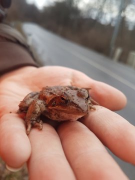Frosch auf der Hand