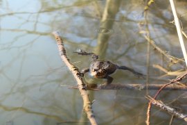 Erdkröte im Wasser