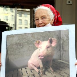 Eine Aktivistin hält ein Schild mit einem Schwein auf Vollspaltenboden