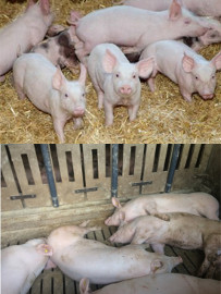 Schweine auf Stroh/Vollspalten