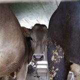 Aktuelle Zahlen belegen: Österreichische Landwirtschaft auf Irrwegen.  Zu viel Milch, zu viele Kälber.