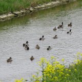 Burgenland: neues VGT-Video zum Ende Jagd auf ausgesetzte Fasane, Enten und Rebhühner