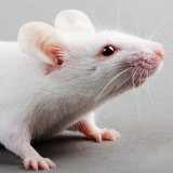 Corona-Forschung: Alternativen zu Tierversuchen zeigen ihre Stärken!