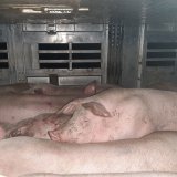95 Schweine mehr als 12 Stunden in LKW-Anhänger abgestellt – Tierschützer_innen schreiten ein!