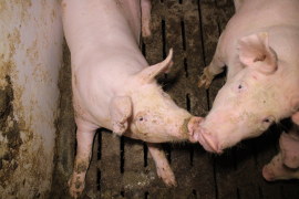 Schweine auf Vollspaltenboden 1