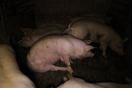 Schweine auf Vollspaltenboden 4