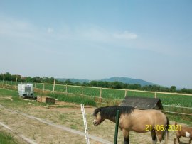 Pferd 2