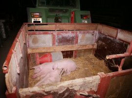 Schweine auf einem Anhänger eines Traktors