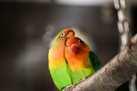 Ein zusammengekuscheltes Papageienpärchen mit roten Köpfen und grünem Körper.