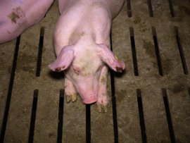 Ein Schwein liegt auf einem Beton-Vollspaltenboden