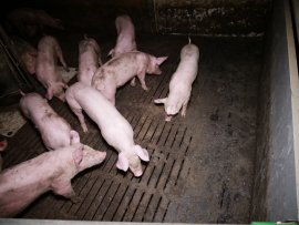 Schweine auf Vollspaltenboden 2