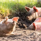 Die Intelligenz der Schweine