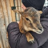 Welserin rettet Schafe vor Schlachtung