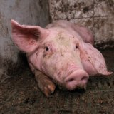 Neues Video: VGT erzählt Geschichte von Schwein Paul, der wegen Vollspaltenboden starb