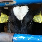 Tiertransporte im Sommer: Tortur für Tiere bei großer Hitze
