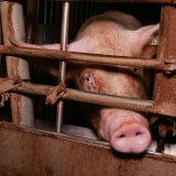 Aufgedeckt: Schweine in Käfigen – Kontrollen versagen