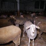 Schlachthofskandal in NÖ: Hunderte Schafe ohne Betäubung getötet