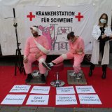 Krankenstation für Schweine in Wien Mariahilf: Vollspalten machen krank