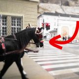 Tierquälerei: Salzburger Fiaker setzt Pferden bimmelnde Weihnachtsmützen auf