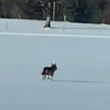 Wolf in Zirnitz bei Hall nahe Nationalpark Gesäuse gesichtet!