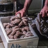 VGT: NEIN zur Oktopus-Farm auf Gran Canaria