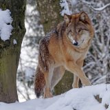 VGT-Obmann betont: 15 illegale Wolfsabschüsse pro Jahr in Österreich