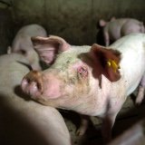 Einladung zu VGT-Aktion zum Tag des Schweins: weg mit dem Vollspaltenboden