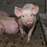Österreichs Tierschutz-Ombudspersonen fordern Verbot des Schweine-Vollspaltenbodens!